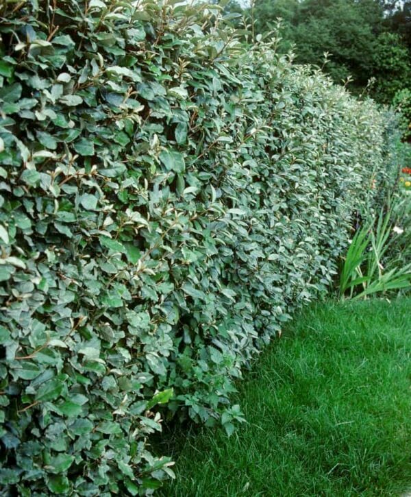 Elaeagnus x Ebbingei