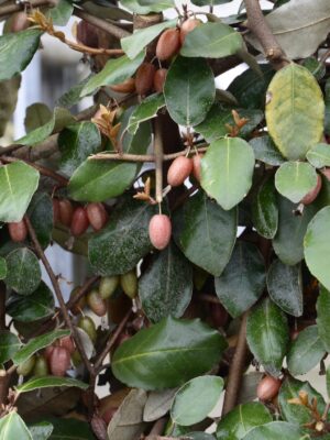 Elaeagnus x Ebbingei