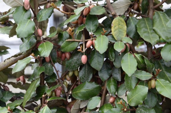 Elaeagnus x Ebbingei