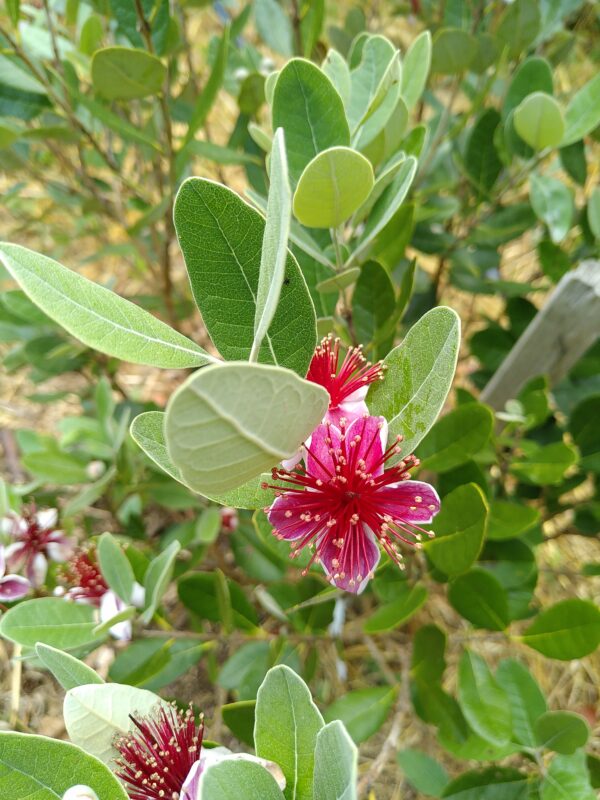 Feijoa Mammouth