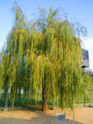 Saule pleureur