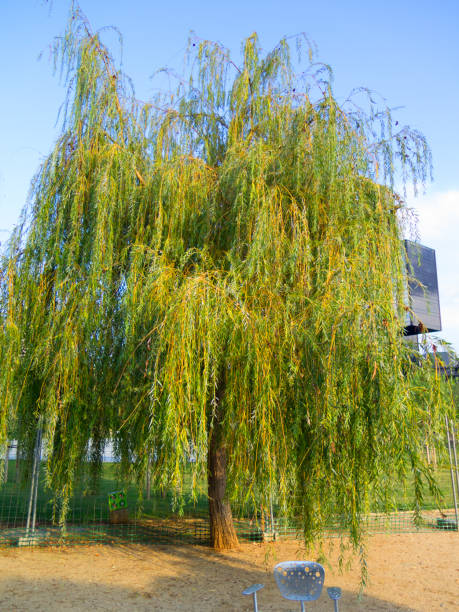 Saule pleureur Saule pleureur