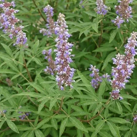 vitex-agnus-gattilier Gattilier