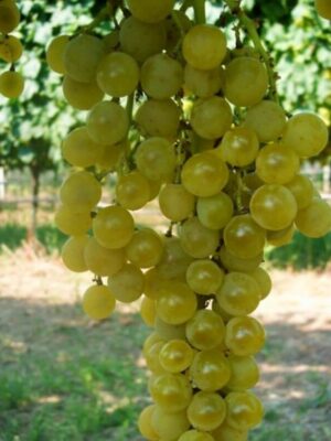Vigne Goldlife muscat