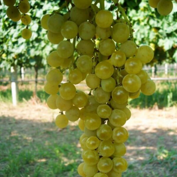 Vigne Goldlife muscat