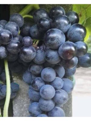Vigne Isabela