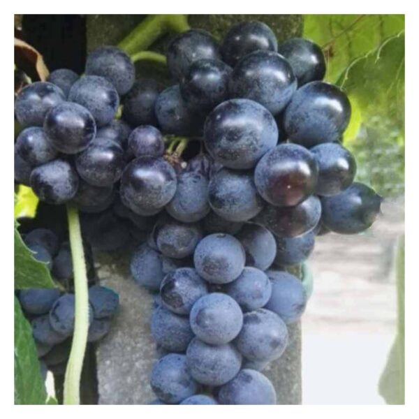 Vigne Isabela