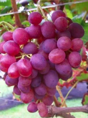 Vigne Lidi