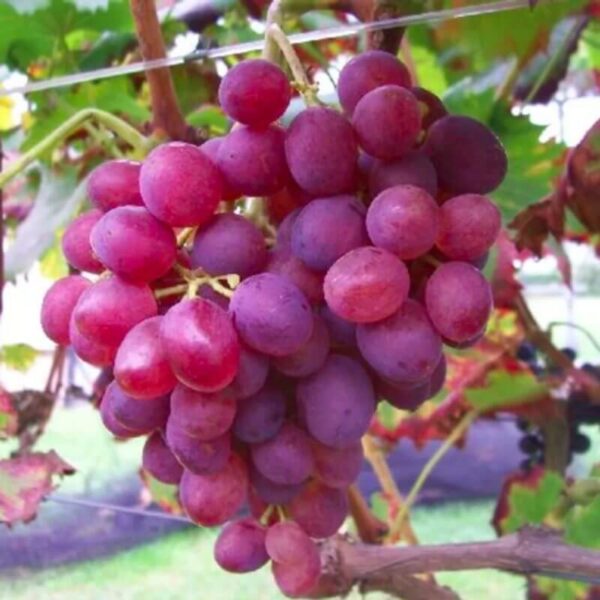 Vigne Lidi