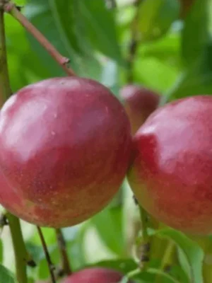Nectarine Felligni
