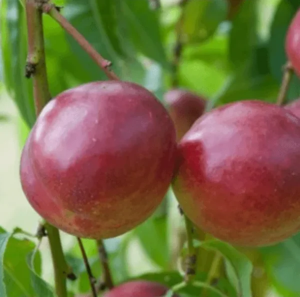 Nectarine Felligni