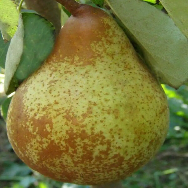 Poirier Duchesse d'Angoulême
