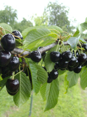 Cerisier Noire de Meched