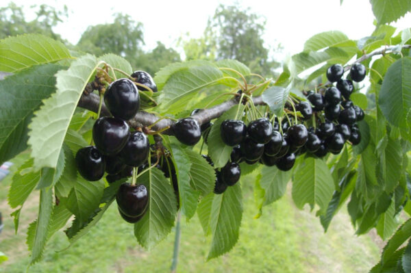 Cerisier Noire de Meched