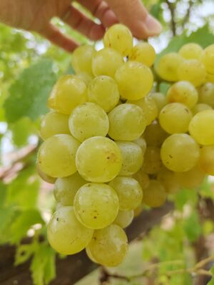 vigne exalta Vigne Exalta