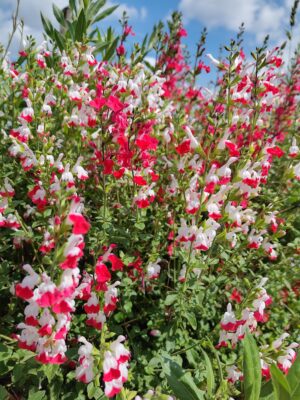 Sauge bicolore rouge/blanche