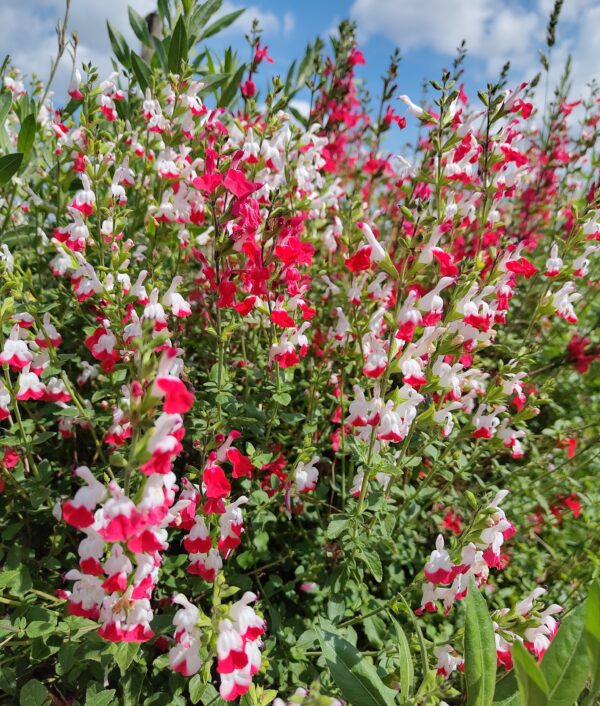 Sauge bicolore rouge/blanche