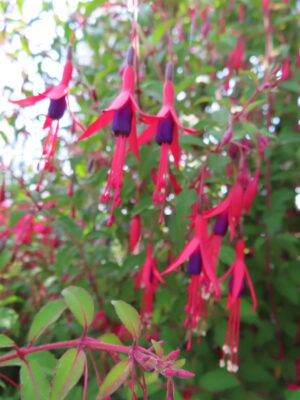 Fuchsia de Magellan