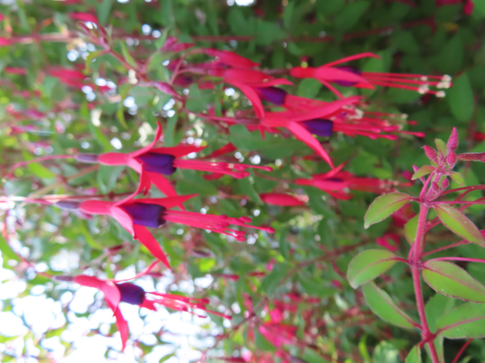 Fuchsia de Magellan