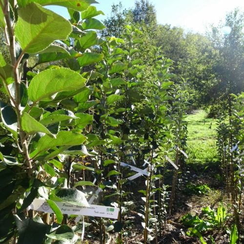 fruitiers biologiques à la Ferme des Thoumazeaux